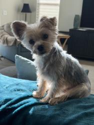 Lost Female Dog last seen Lincoln/Sunkist, Anaheim, CA 92806
