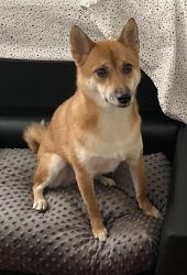 Lost Female Dog last seen Washington Place and Palisades Place, Englewood, NJ 07631