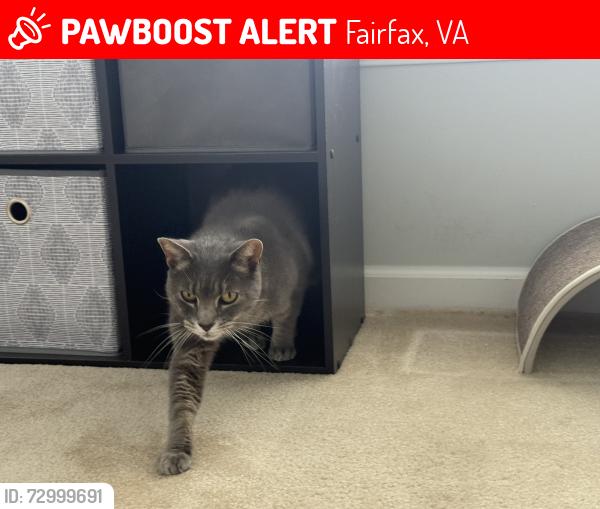 Lost Male Cat last seen Taco Bell, Fairfax, VA 22033