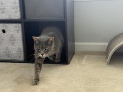 Lost Male Cat last seen Taco Bell, Fairfax, VA 22033