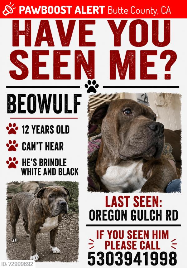 Lost Male Dog last seen Oregon gulch rd, Butte County, CA 95965