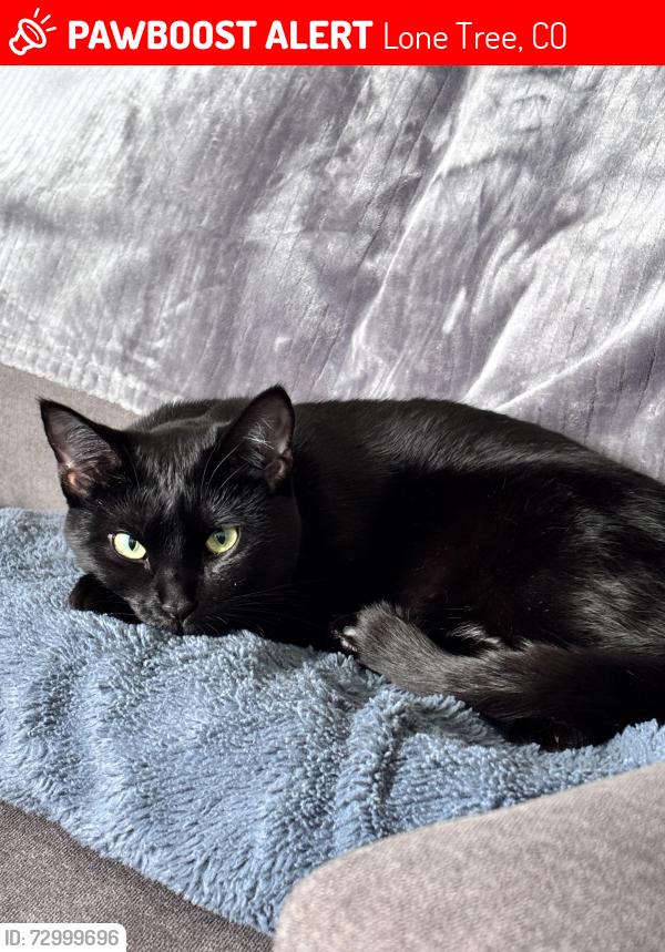 Lost Female Cat last seen Linclon station , Lone Tree, CO 80124