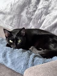Lost Female Cat last seen Linclon station , Lone Tree, CO 80124