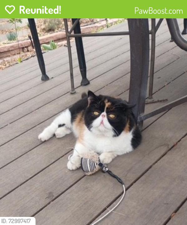 Reunited Female Cat last seen 30th and N Custer Ave, Loveland, CO 80537