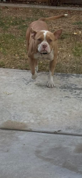 Found/Stray Female Dog last seen Cotton wood and Gale hill ct , Lindsay, CA 93247