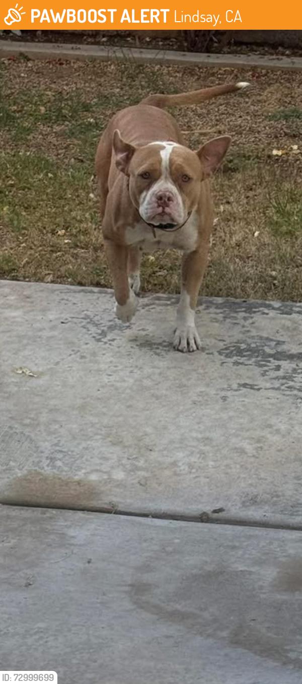 Found/Stray Female Dog last seen Cotton wood and Gale hill ct , Lindsay, CA 93247