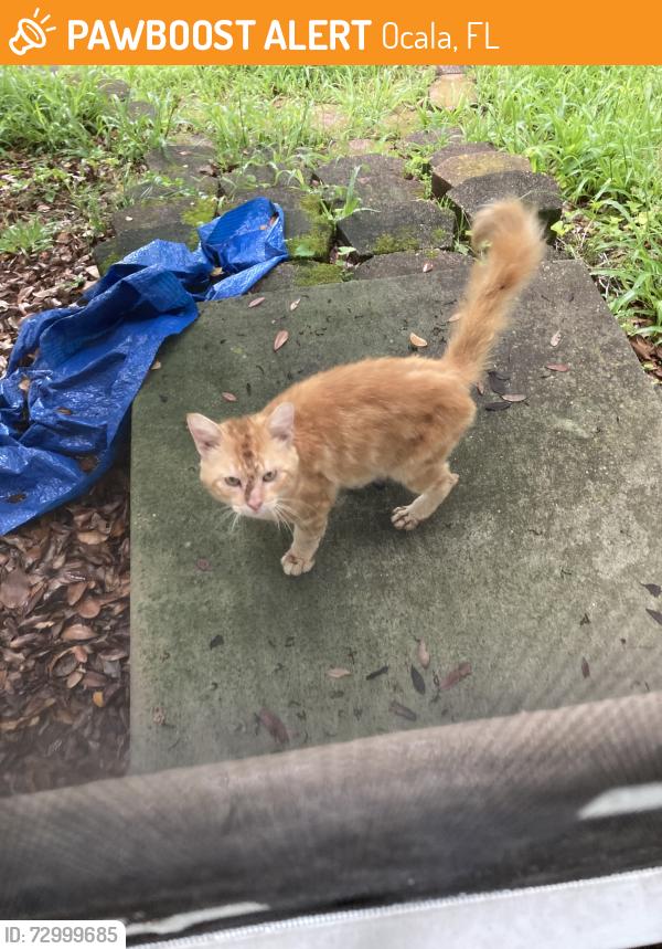 Found/Stray Male Cat last seen SE 22nd Loop in Woodland Village ests, Ocala, FL 34471