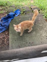 Found/Stray Male Cat last seen SE 22nd Loop in Woodland Village ests, Ocala, FL 34471