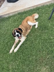 Found/Stray Female Dog last seen Reno and Westminster , Midwest City, OK 73130