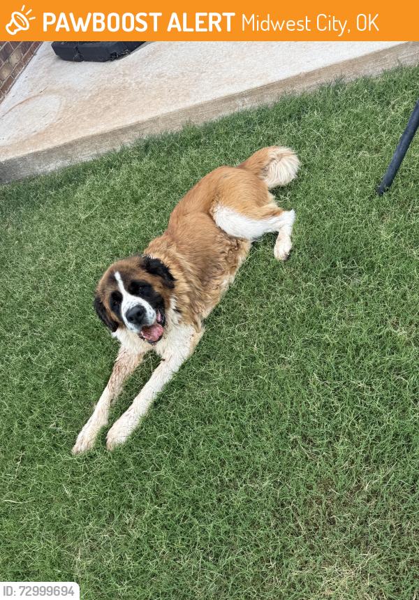 Found/Stray Female Dog last seen Reno and Westminster , Midwest City, OK 73130