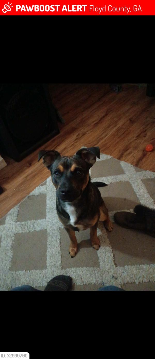 Lost Male Dog last seen Rockmart Rd and saddle mountain, Floyd County, GA 30173