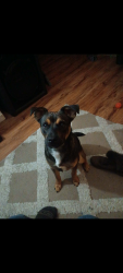 Lost Male Dog last seen Rockmart Rd and saddle mountain, Floyd County, GA 30173