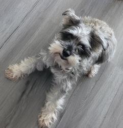 Reunited Female Dog last seen Roberta and Major Dr, Northlake, IL 60164
