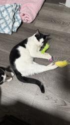 Lost Male Cat last seen Near Circle Drive, Angier, NC 27501, Angier, NC 27501