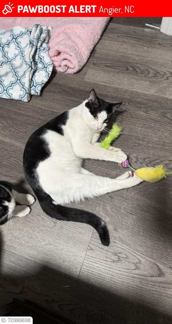 Lost Male Cat last seen Near Circle Drive, Angier, NC 27501, Angier, NC 27501