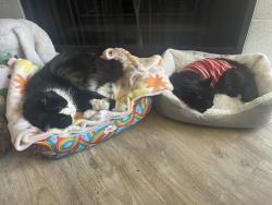 Reunited Male Cat last seen Bridge Street & 50th , Brighton, CO 80601
