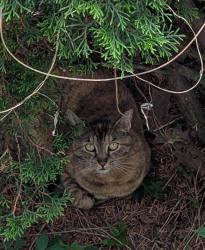 Found/Stray Unknown Cat last seen Dewey and Stone middle of the street under the bushes of our hse , Rochester, NY 14616