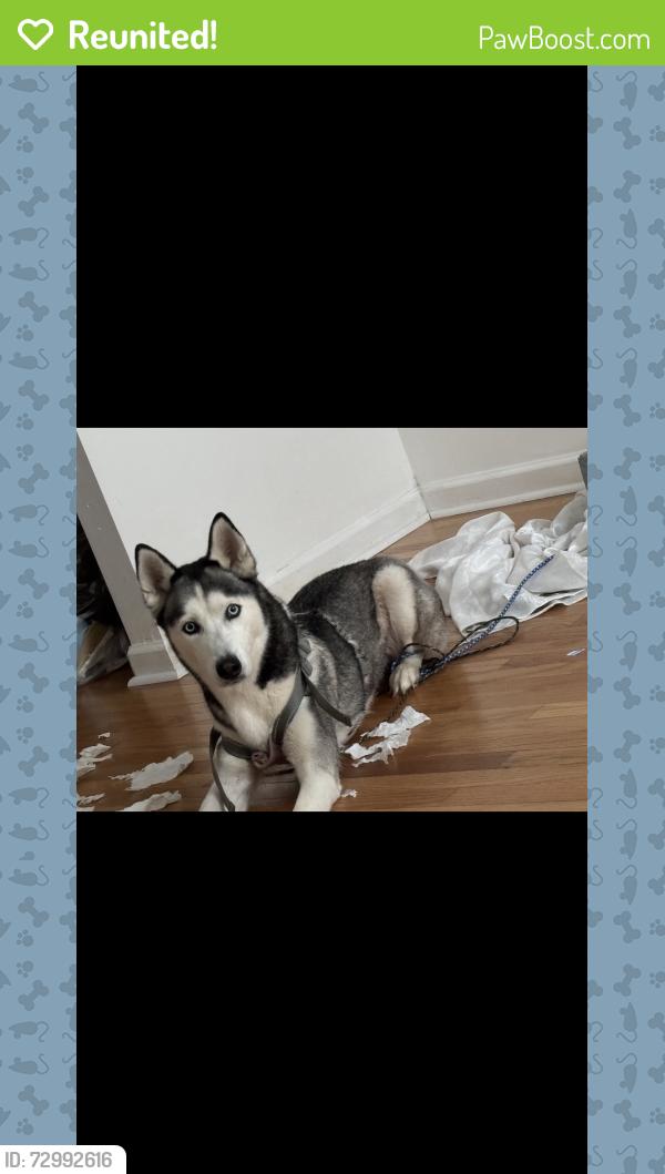 Reunited Female Dog last seen oakleaf street, Bridgeport, CT 06606
