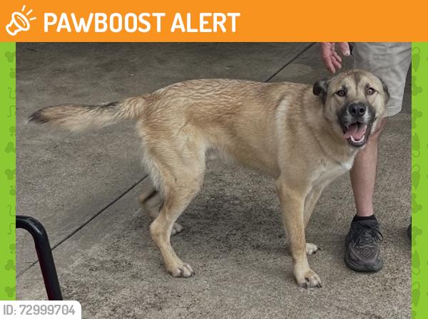 Found/Stray Male Dog last seen Strummer & Jerri Jo, North Richland Hills, TX 76180
