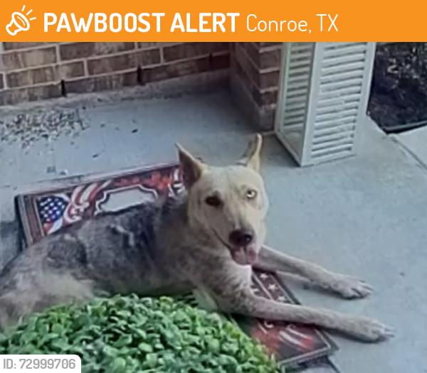 Found/Stray Male Dog last seen Near an Whimbrel Cir, Conroe, TX 77385