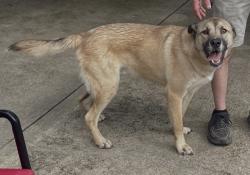 Found/Stray Male Dog last seen Strummer & Jerri Jo, North Richland Hills, TX 76180