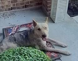 Found/Stray Male Dog last seen Near an Whimbrel Cir, Conroe, TX 77385