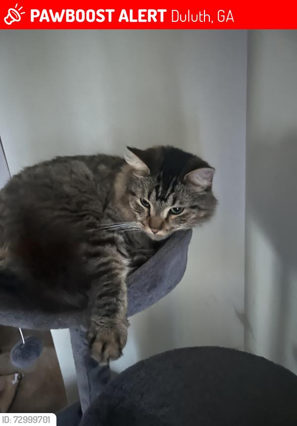 Lost Male Cat last seen Ran outside up the street , Duluth, GA 30096