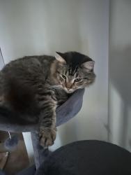Lost Male Cat last seen Ran outside up the street , Duluth, GA 30096
