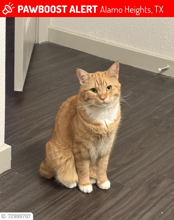 Lost Male Cat last seen n new braunfels and Kampmann Ave, Alamo Heights, TX 78209