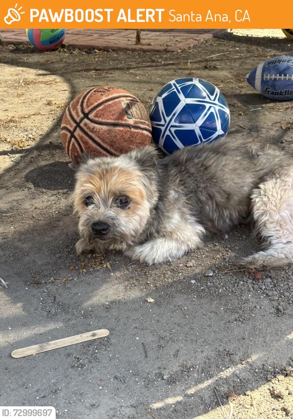 Found/Stray Male Dog last seen Alona and 21st, Santa Ana, CA 92706