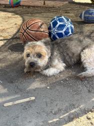 Found/Stray Male Dog last seen Alona and 21st, Santa Ana, CA 92706