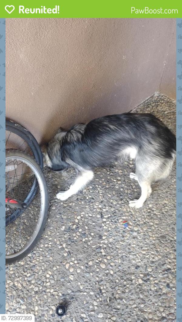 Reunited Male Dog last seen Del paso rd and Sorento Rd in Natomas, Sacramento, CA 95835