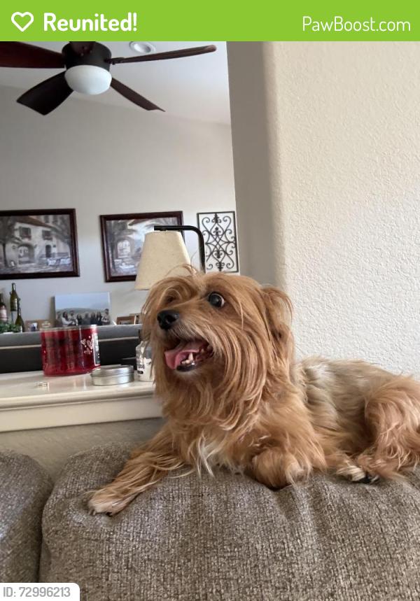 Reunited Female Dog last seen Balfour , Brentwood, CA 94513