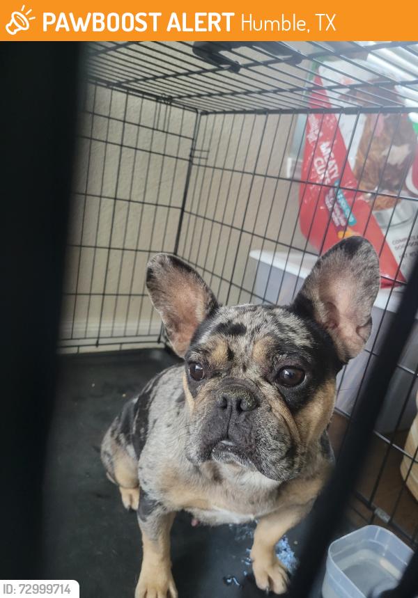 Found/Stray Unknown Dog last seen Atascocita rd, Humble, TX 77396