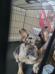 Found/Stray Unknown Dog last seen Atascocita rd, Humble, TX 77396