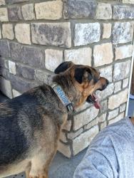 Reunited Male Dog last seen 99th and tower, Commerce City, CO 80022