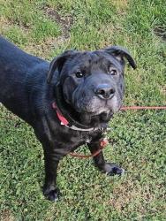 Shelter Stray Female Dog last seen Near BLOCK MACADAM RD S, TUKWILA WA 98188, 21615 64th Ave S, Kent, WA 98032, USA