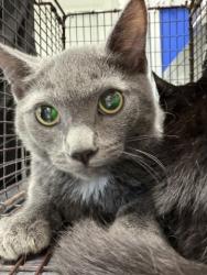Shelter Stray Male Cat last seen E CENTRAL AVE X S WATERMAN AVE, 333 Chandler Pl, San Bernardino, CA 92408, USA