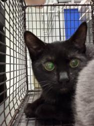 Shelter Stray Female Cat last seen E CENTRAL AVE X S WATERMAN AVE, 333 Chandler Pl, San Bernardino, CA 92408, USA