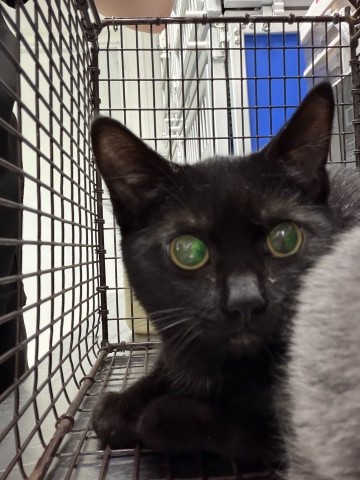 Shelter Stray Female Cat last seen E CENTRAL AVE X S WATERMAN AVE, 333 Chandler Pl, San Bernardino, CA 92408, USA
