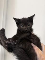 Shelter Stray Female Cat last seen E CENTRAL AVE X S WATERMAN AVE, 333 Chandler Pl, San Bernardino, CA 92408, USA
