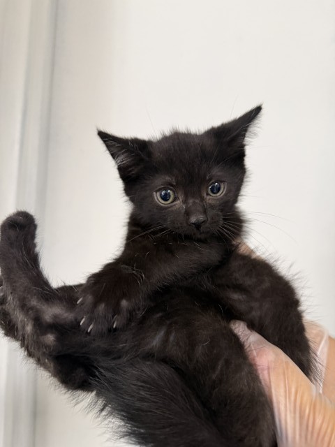 Shelter Stray Female Cat last seen E CENTRAL AVE X S WATERMAN AVE, 333 Chandler Pl, San Bernardino, CA 92408, USA