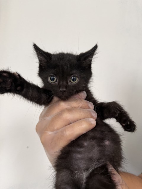 Shelter Stray Female Cat last seen E CENTRAL AVE X S WATERMAN AVE, 333 Chandler Pl, San Bernardino, CA 92408, USA