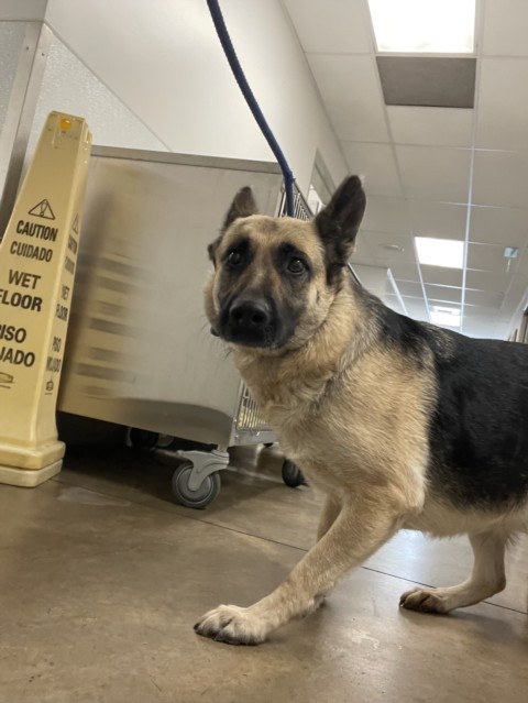 Shelter Stray Female Dog last seen , 14409 Vanowen St, Van Nuys, CA 91405, USA