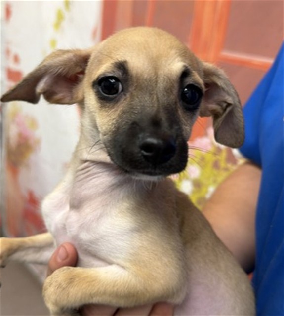 Shelter Stray Female Dog last seen E 13TH ST X N LUGO AVE, 333 Chandler Pl, San Bernardino, CA 92408, USA