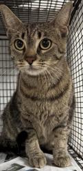 Shelter Stray Female Cat last seen , 14409 Vanowen St, Van Nuys, CA 91405, USA