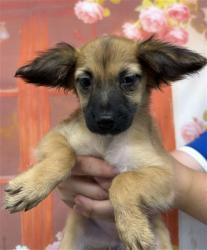 Shelter Stray Female Dog last seen E 13TH ST X N LUGO AVE, 333 Chandler Pl, San Bernardino, CA 92408, USA