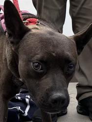 Shelter Stray Male Dog last seen , 4000 N Silverbell Rd, Tucson, AZ 85745, USA