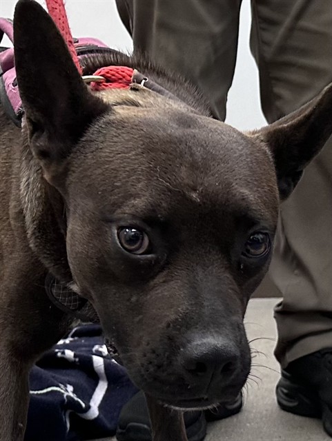Shelter Stray Male Dog last seen , 4000 N Silverbell Rd, Tucson, AZ 85745, USA