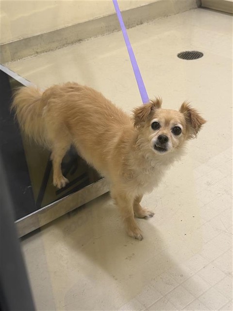 Shelter Stray Male Dog last seen FOODMAX UNION CITY, 1950 Stevenson Blvd, Fremont, CA 94538, USA